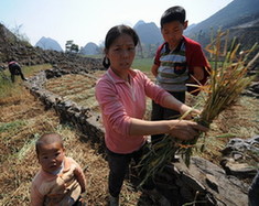 A woman peasant collects dry wheat plait due to severe drought to feed pigs in the Bouyei and Miao autonomous prefecture, southwest China's Guizhou province, February 23, 2010. [Xinhua photo]