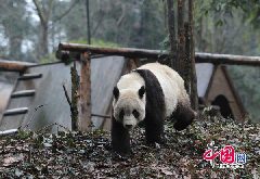 Taishan, a giant panda born in the United States, strolls at its new home in the Ya&apos;an Bifeng Gorge Breeding Base of the Wolong Giant Panda Protection and Research Center, southwest China&apos;s Sichuan Province, March 9, 2010.[CFP]