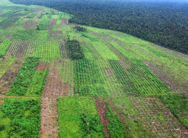 A bird&apos;s eye view shows the growing area of palm trees in the Indonesian province of Jambi on Sumatra island, April 20, 2010.[Xinhua]