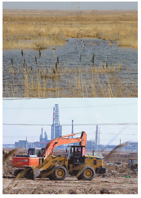 A flock of one of many species of birds gather in a pool at the Yellow River Delta National Nature Reserve in Dongying, Shandong province. In other parts of the reserve, bulldozers are busy leveling the land for the construction of an economic zone. [China Daily] 