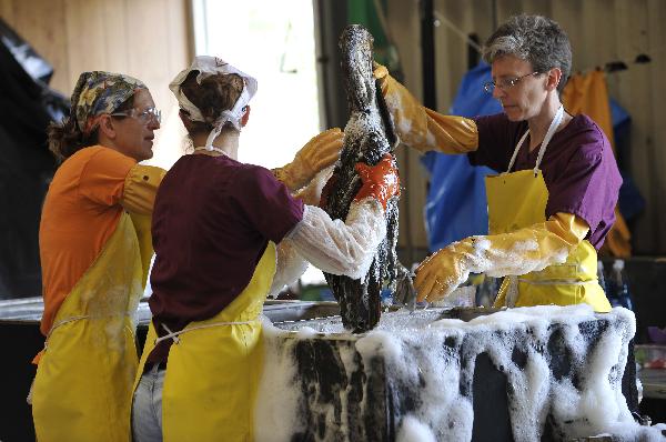 Bird rescue experts clean a nearly three-year-old brown pelican in the Mexico Gulf wildlife rehabilitation center at Fort Jackson, south Louisiana, the United States, May 25, 2010. [Xinhua]