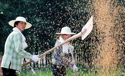 Farmers winnow grain in Huaxian County, central China's Henan Province, on June 13, 2010. The country's summer grain output is down year-on-year for the first time after six straight years of growth, the National Bureau of Statistics said on July 12. [Xinhua photo]