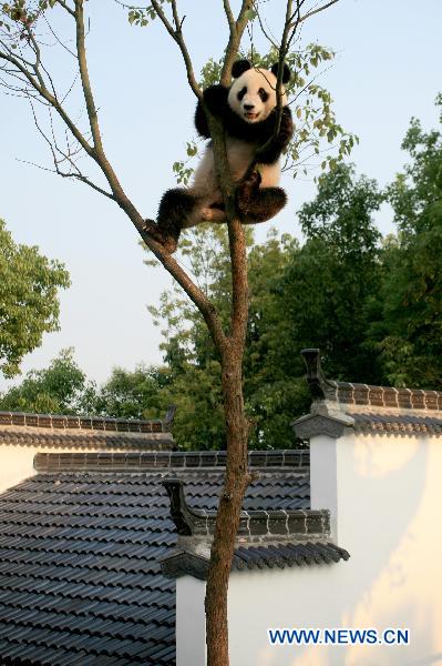 A giant panda plays on a tree at the panda park in Xiuning, east China&apos;s Anhui Province, Aug. 10, 2010. Three giant pandas, migranted from Ya&apos;an of southwest China&apos;s Sichuan, have adapted well to the summer heat in Xiuning. [Xinhua] 