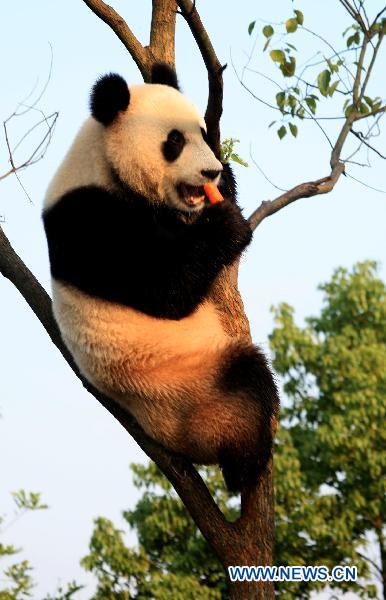 A giant panda bites a carrot on a tree at the panda park in Xiuning, east China&apos;s Anhui Province, Aug. 10, 2010. Three giant pandas, migranted from Ya&apos;an of southwest China&apos;s Sichuan, have adapted well to the summer heat in Xiuning. [Xinhua] 