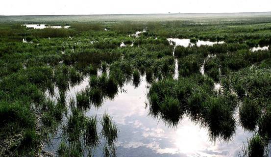 Poyang Lake Wetland in the Central Yangtze, Jiangxi Province [File photo] 