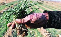 A farmer shows the dry crops in Liaocheng, Shandong Province. The months-long drought in China's major wheat-growing regions is expected to continue, prompting fears of wheat price hikes. 